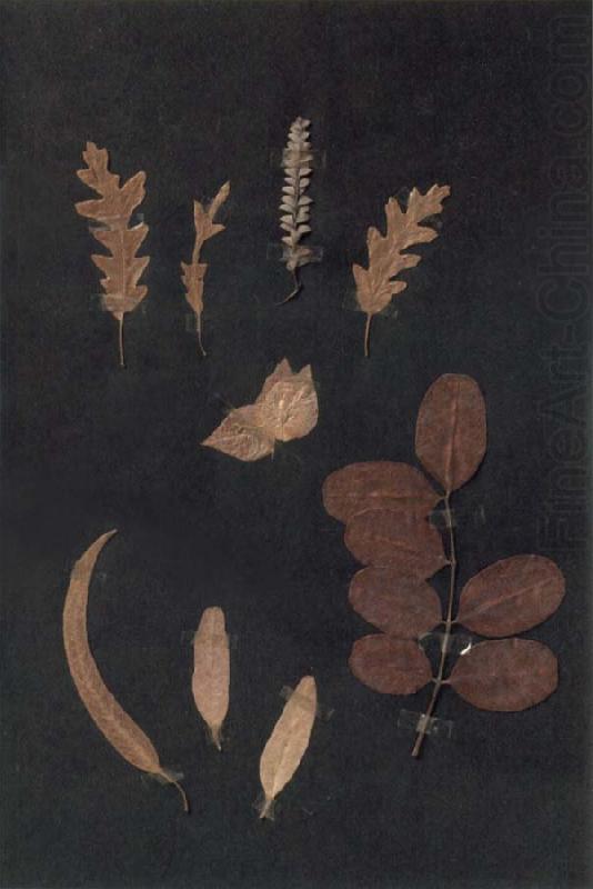 Paul Klee Herbarium china oil painting image